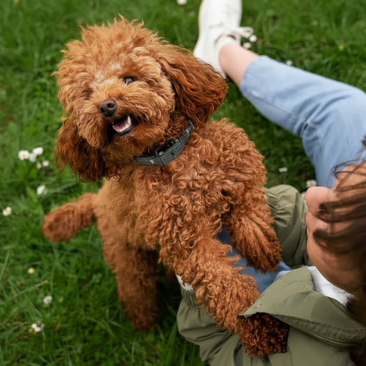 BARKCALM MINI – Gentle Anti-Bark Collar with Sound &amp; Vibration for Small Dogs