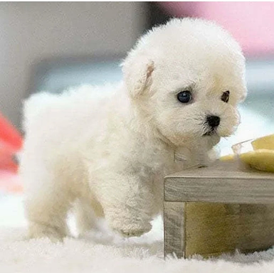 Interactive Realistic Plush Puppy Toy - Walks &amp; Barks