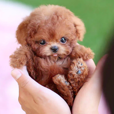 Interactive Realistic Plush Puppy Toy - Walks &amp; Barks