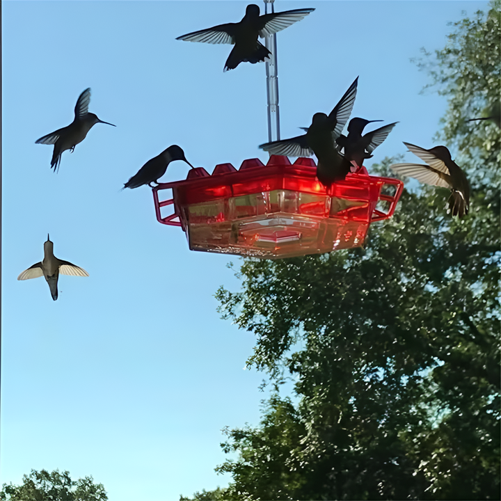 Niki | Ant Proof Hummingbird Feeder with Bee-Resistant Ports