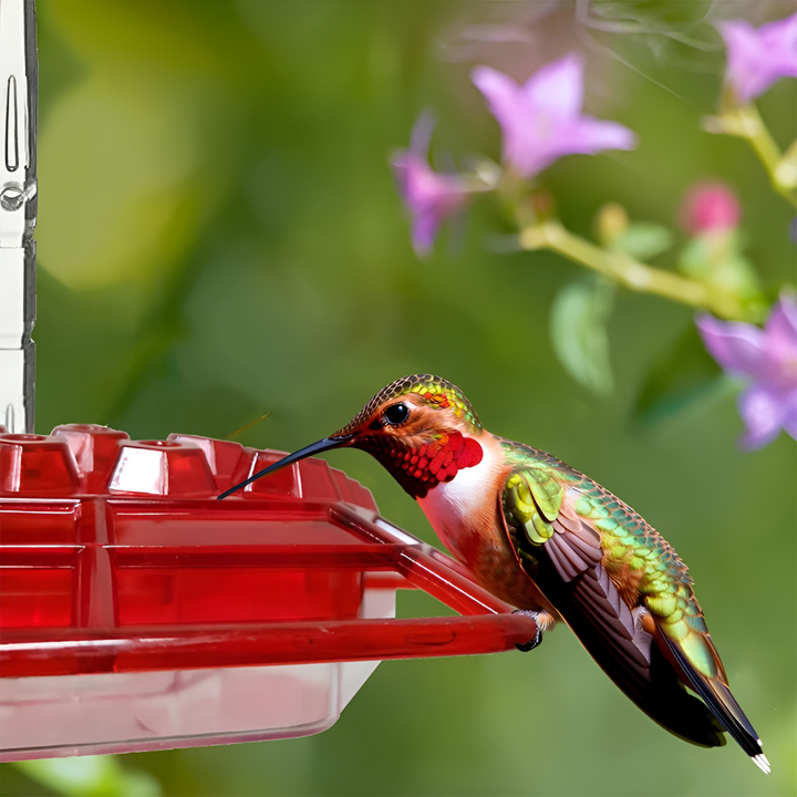 Niki | Ant Proof Hummingbird Feeder with Bee-Resistant Ports