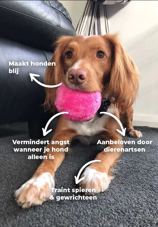 Niki | Automatic Dog Play Ball - Interactive Rolling Ball for Entertainment