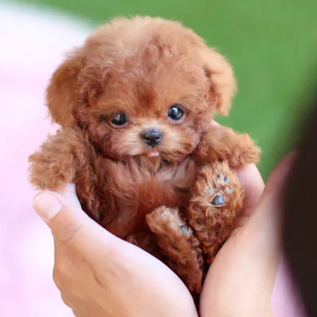 Niki | FurMotion Friend – Lifelike Plush Dog for Children & Collectors