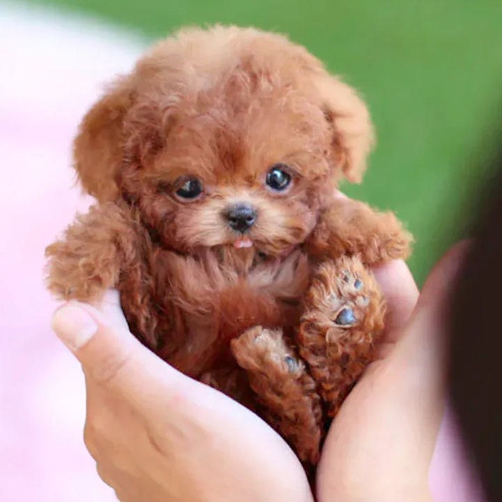 Niki | FurMotion Friend – Lifelike Plush Dog for Children &amp; Collectors