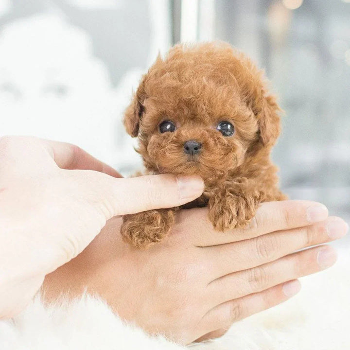 Niki | Interactive Plush Puppy - Realistic Stuffed Animal for Children and Adults with Movements and Sounds