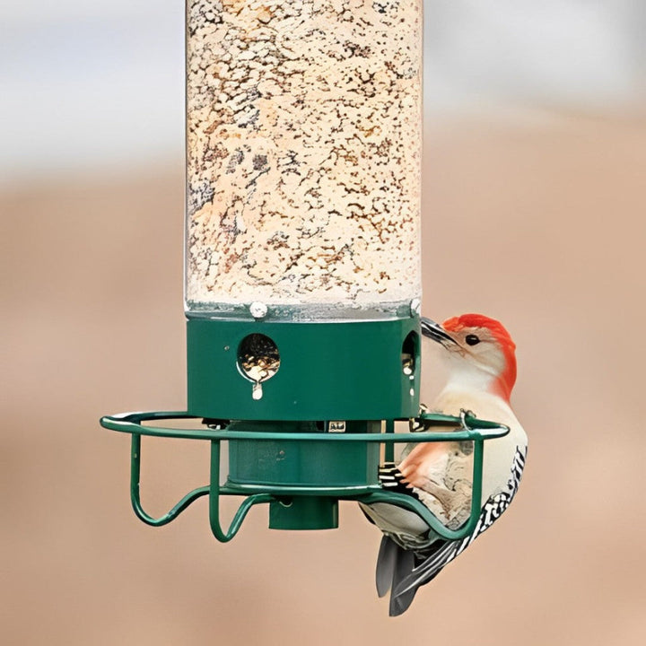 Niki | Squirrel-Proof Bird Feeder with Multiple Feeding Ports