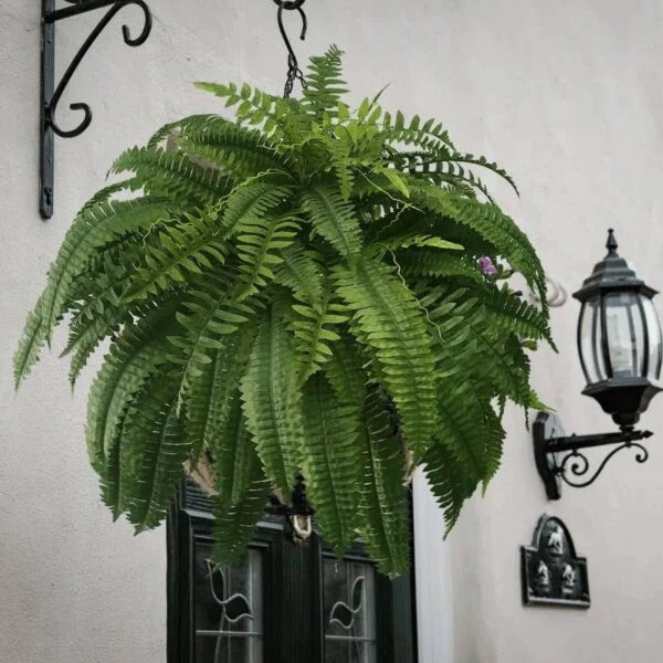 Niki | UV Resistant Lifelike Artificial Boston Fern