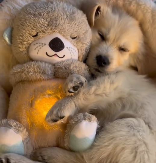 Realistic Breathing Plush Toy for Dogs | Max