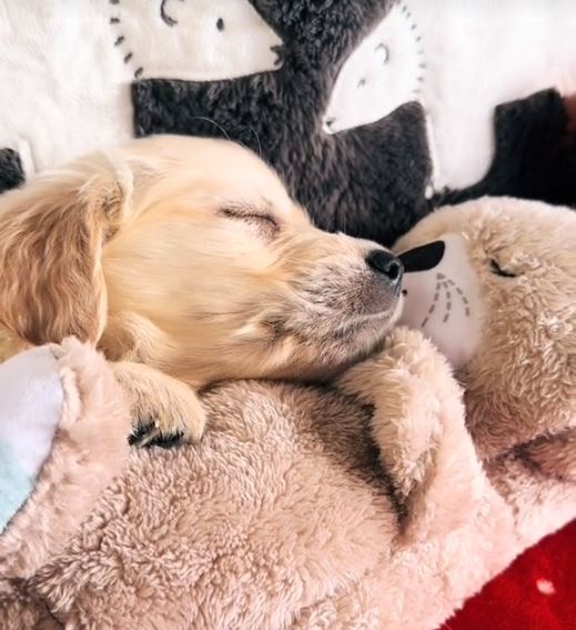 Realistic Breathing Plush Toy for Dogs | Max