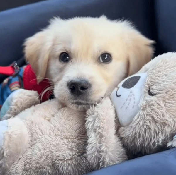 Realistic Breathing Plush Toy for Dogs | Max