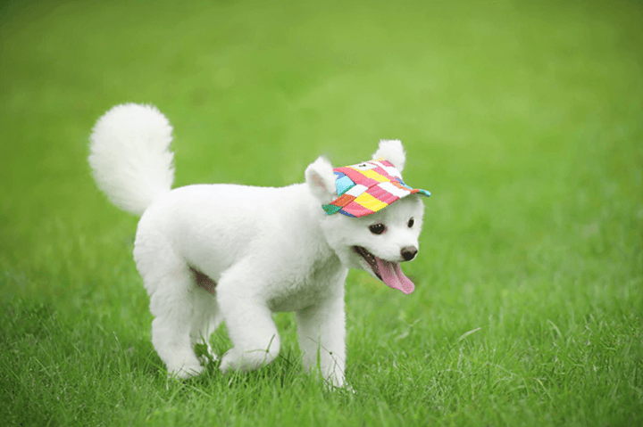 Round Edge Dog Hat