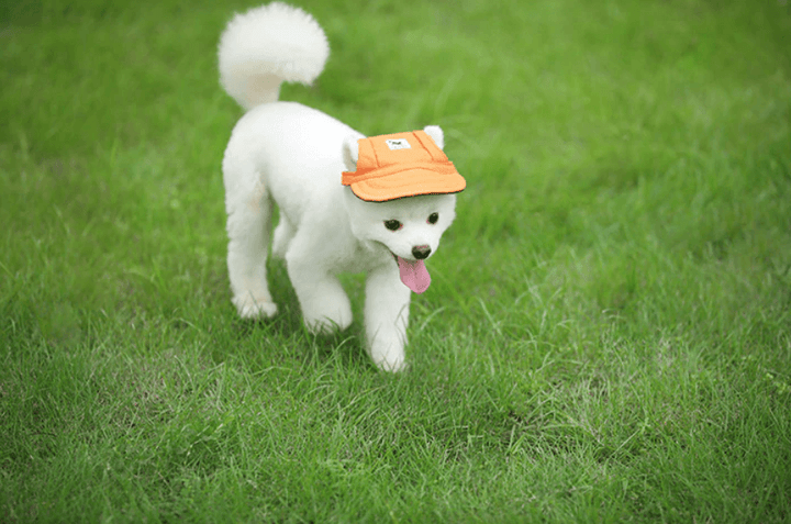 Round Edge Dog Hat