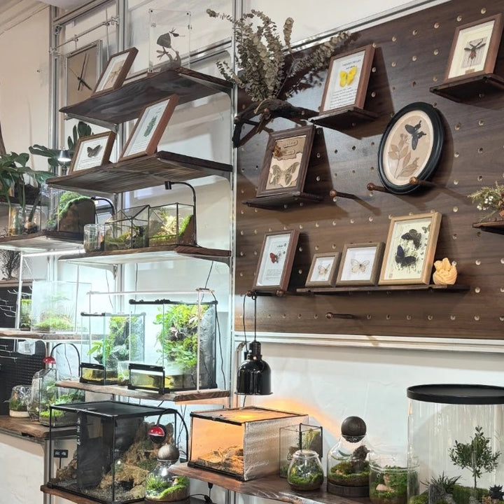Rustic Australian Hardwood Wall Shelf